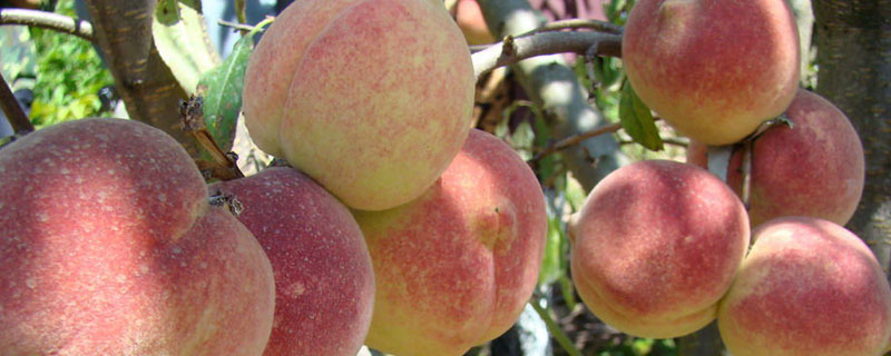 桃子出胶什么原因 桃子为什么出桃胶