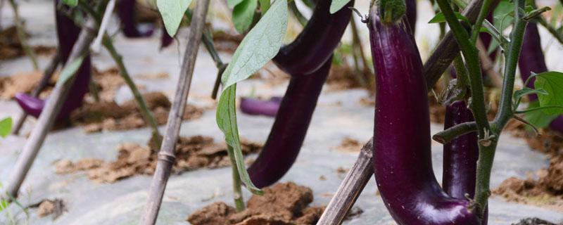 茄子怎么种植和管理 茄子怎么种植方法如下