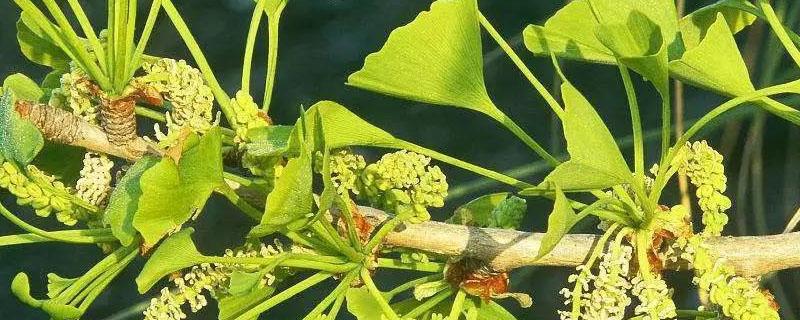 葡萄开花时用什么肥料 萄葡开花施什么肥?