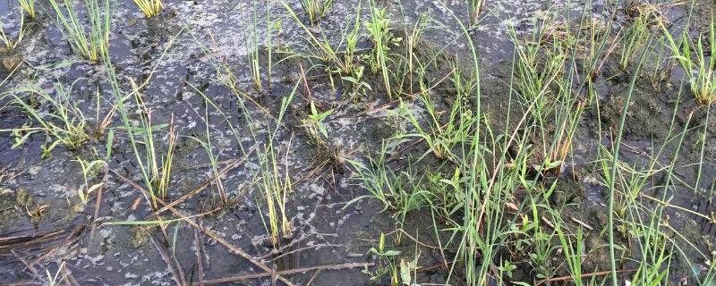 水葱用什么除草剂（水葱用什么除草剂能除掉）