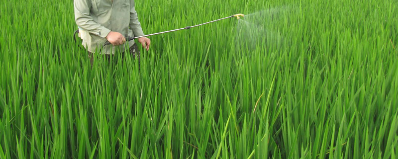 雨后几个小时可以打农药 雨后几小时能打农药