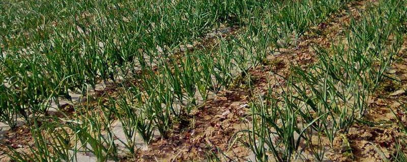 一亩洋葱的成本是多少 一亩洋葱利润是多少