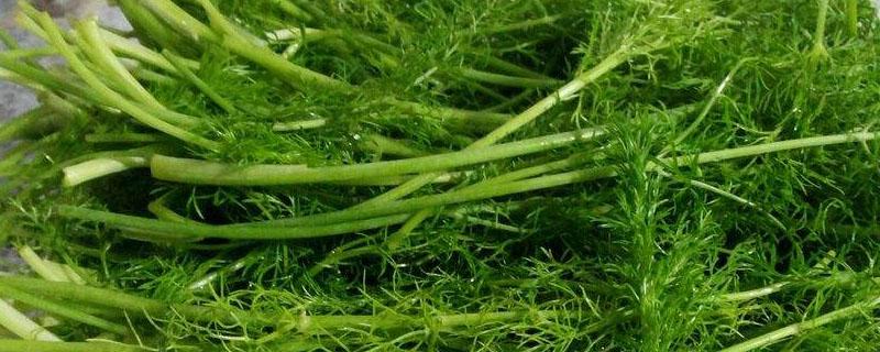 茴香苗是发物吗（茴香苗是发物吗割双眼皮能吃吗）