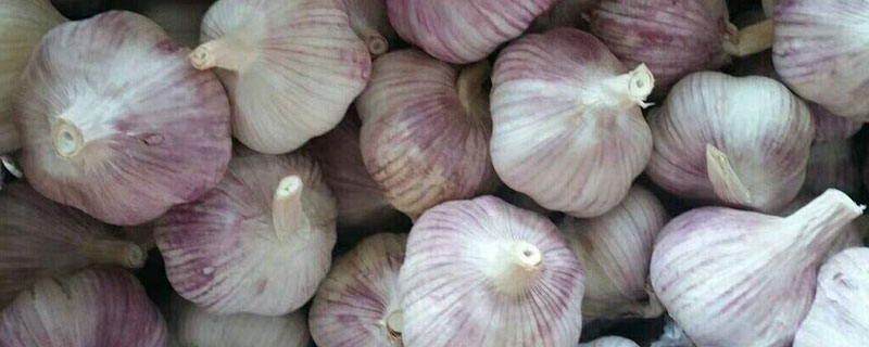 大蒜规格标准 大蒜质量标准
