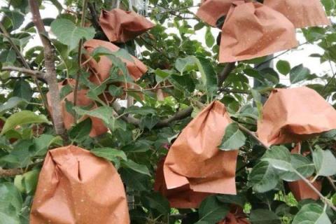 苹果袋套袋的最快的方法（套苹果袋怎么套快速套苹果袋方法）