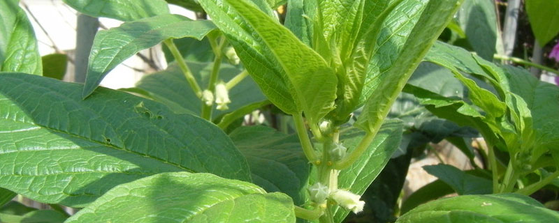 芝麻能不能重茬种植（芝麻茬种植啥好）