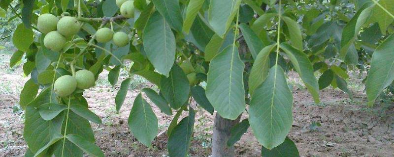 河南适合种植什么果树 河南适合种植什么果树赚钱