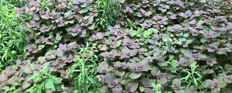 除草是什么意思（除草是什么意思网络用语）