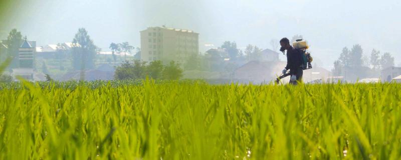 甲基立枯磷的使用方法 甲基立枯磷生产厂家