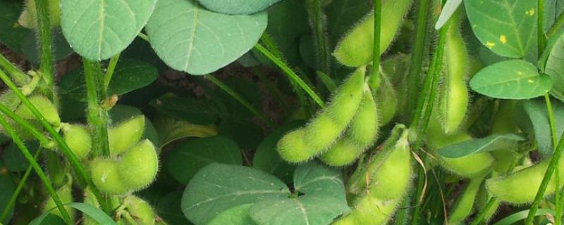 毛豆种植技术与时间 北方毛豆种植技术与时间