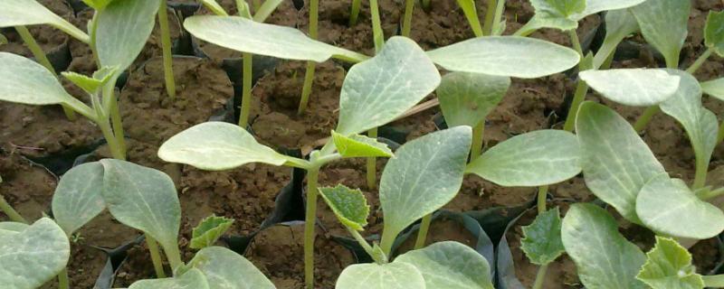 西瓜苗发黄怎么办求解（西瓜苗根发黄怎么办求解）