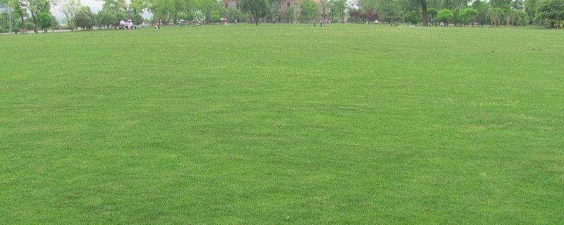 铺草坪的方法与步骤（铺设草坪步骤）