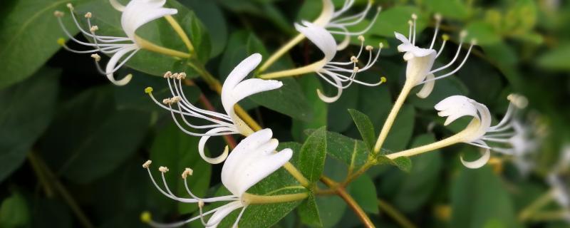 种植金银花一亩的成本 金银花一亩成本是多少