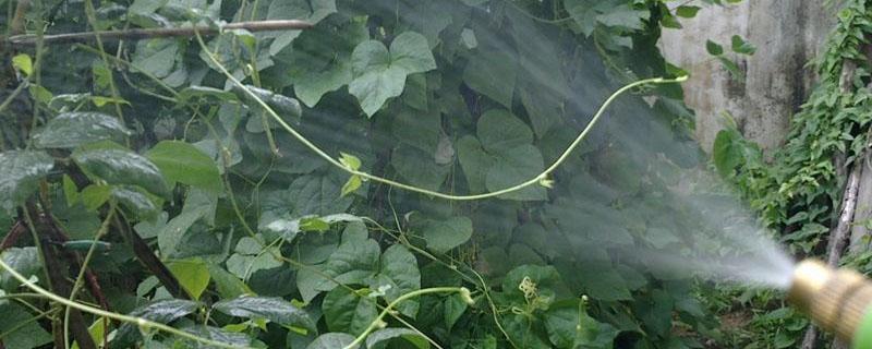 豆角螨虫打什么药 豆角的螨虫用什么特效药
