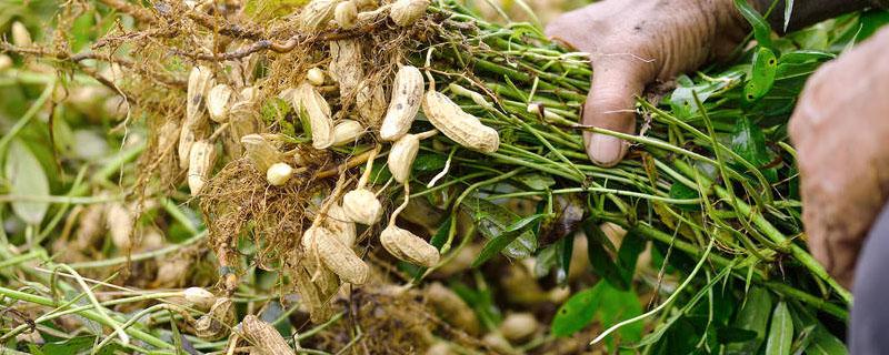 花生鲁花8号每亩产量 鲁花8号品种产量如何