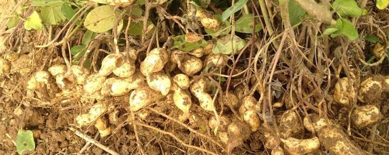 花生苗叶子发黄是什么原因,怎么办（花生苗的叶子变黄是怎么回事）