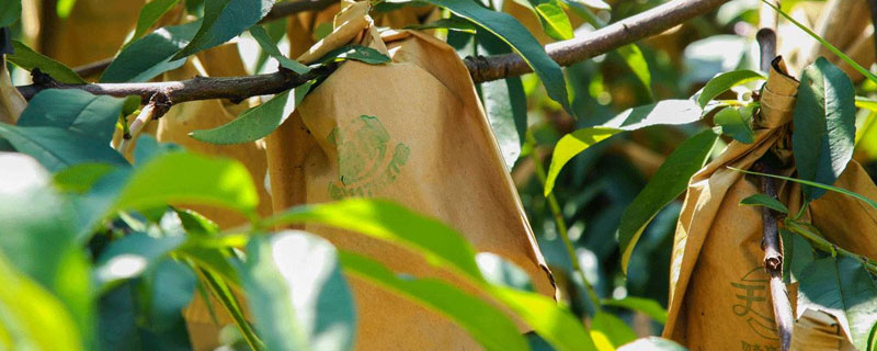 怎么快速套桃袋子（怎样快速套桃袋）