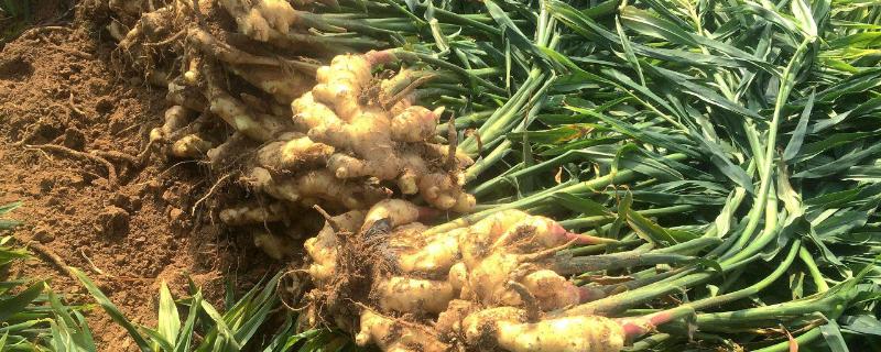 生姜苗枯萎了怎么办 生姜出苗后叶子黄腐烂怎么办