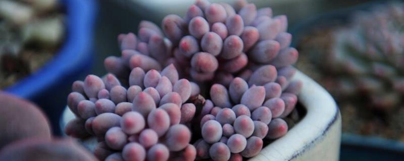 婴儿手指的养殖方法和注意事项 婴儿手指图片大全