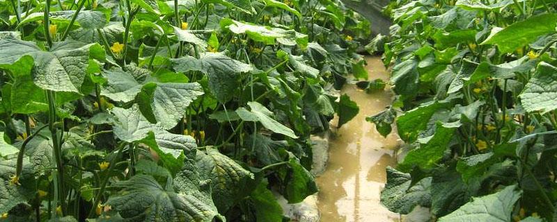 黄瓜不结果是什原因怎么解决（黄瓜不结果是怎么回事）