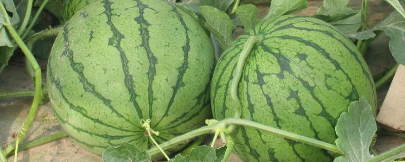 雨水多西瓜烂叶怎么办（西瓜雨水多烂叶用什么农药）