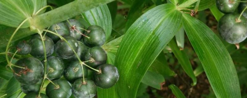 种植5亩黄精亩产成本(种植黄精亩产效益)