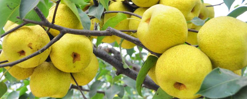 乙烯催熟剂使用方法(乙烯控释剂催熟怎么用)