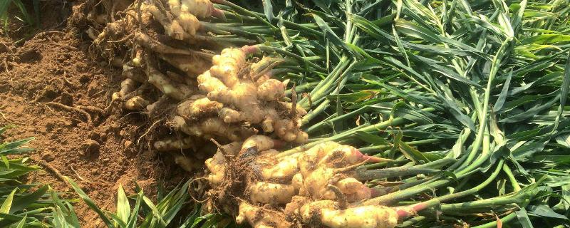 生姜的种植方法技术（生姜的种植方法和技术）