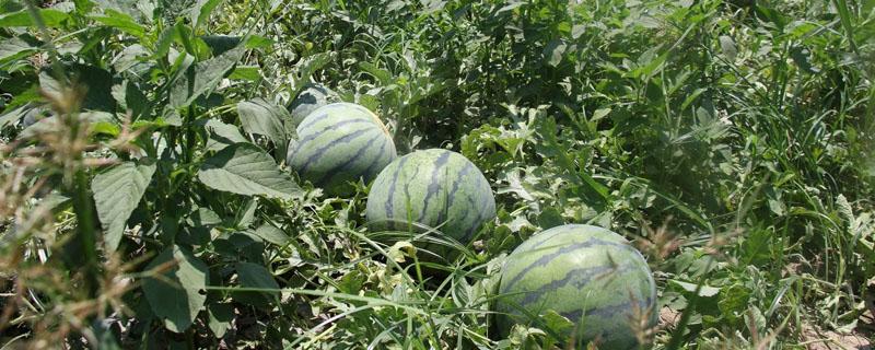 西瓜秧苗什么时候打头吗? 种西瓜秧子要打头