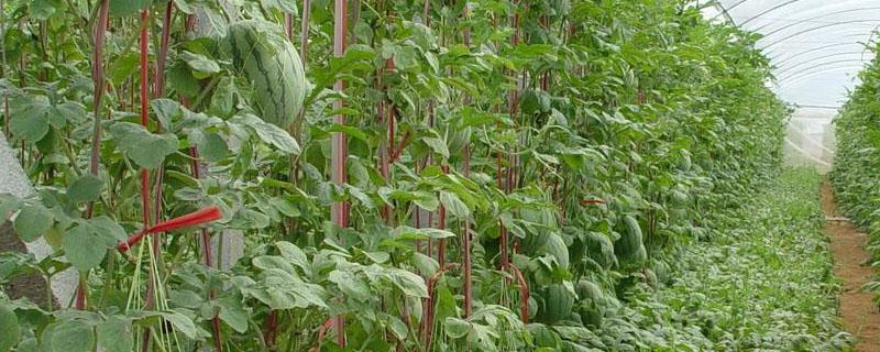 西瓜青虫打什么农药(西瓜青虫防治)