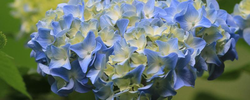 绣球苗收到后怎么处理,怎么浇水（绣球苗收到后怎么处理,怎么浇水呢）