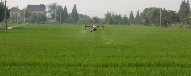 噻虫胺的使用说明（噻虫胺用法用量用途）