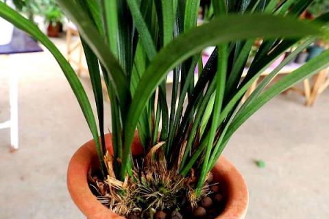 墨兰图片及养殖方法 墨兰花的栽培与养殖方法