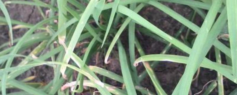 韭菜干尖是什么原因，怎样防治（韭菜干尖是什么原因,怎样防治发芽）