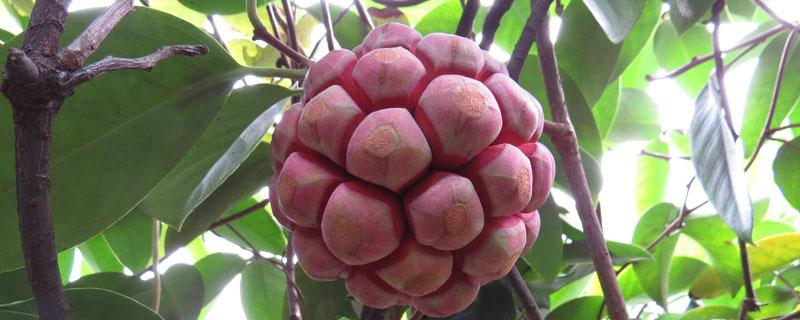 黑老虎果苗怎么种植（黑老虎果树怎样种植）