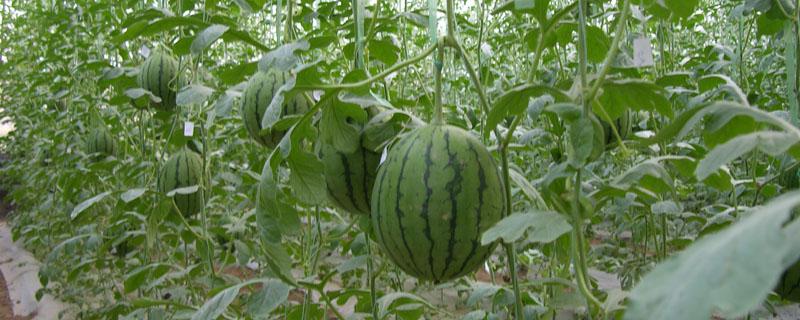 西昌西瓜基地在哪里 南昌附近西瓜基地