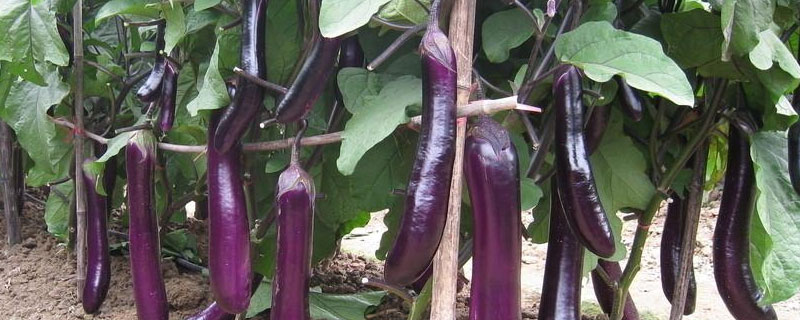 茄子瓢虫用什么药(茄子有瓢虫打什么药)