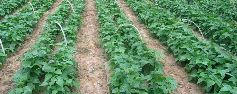 恶霉灵可以叶面喷施不（甲霜恶霉灵能叶面喷施吗）