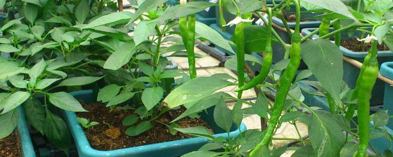 辣椒种植方法 辣椒种植方法和施肥