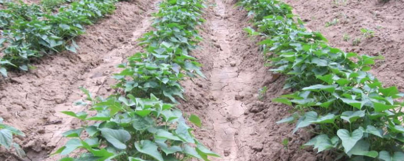 红薯苗后除草用什么药 红薯育苗用什么除草剂