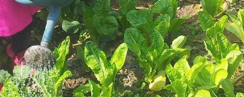 复合肥兑水浇菜会烧根吗（化肥烧根浇水可以吗）