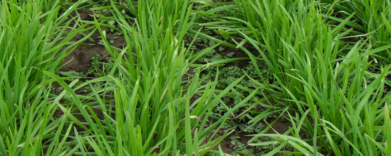 韭菜的种植方法 韭菜的种植方法和施肥的管理