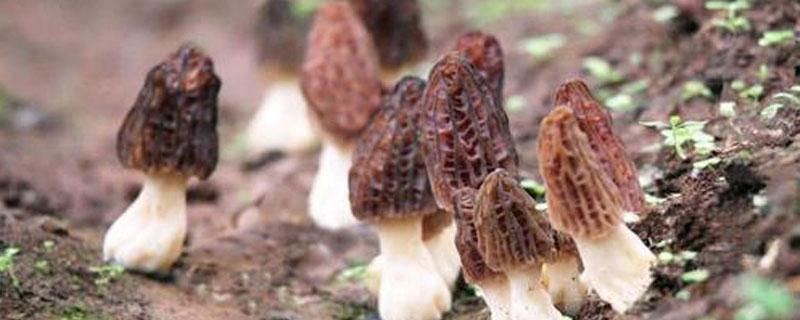 羊肚菌野生和养殖的区别(野生羊肚菌和种植羊肚菌的区别)