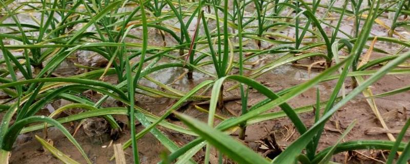 戊唑醇能打大蒜吗 己唑醇能打大蒜吗