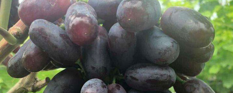 广东适合种植蓝宝石葡萄吗 蓝宝石葡萄苗适合南方种植吗