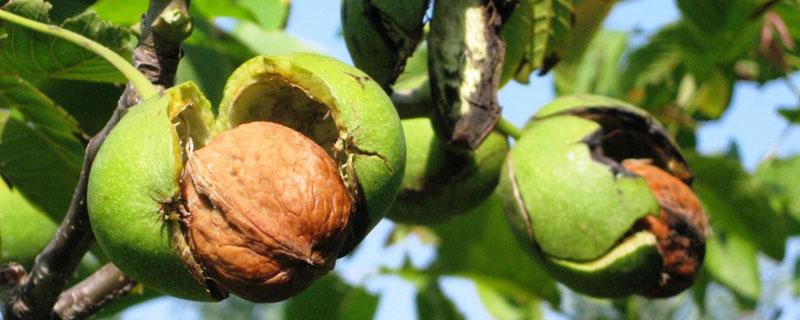 核桃树黑腐病打什么药（核桃黑腐病用什么药）