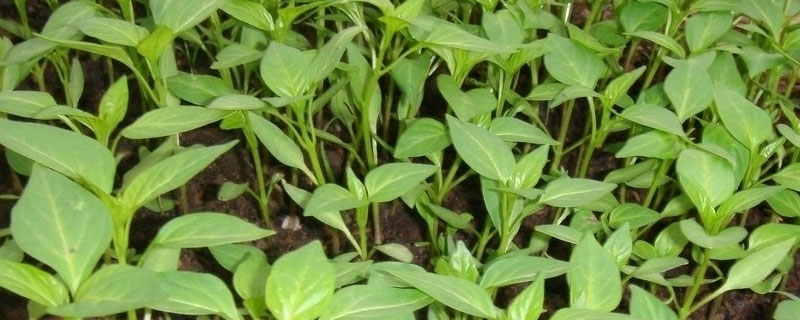 辣椒育苗发黄如何处理(辣椒苗发黄怎么办)