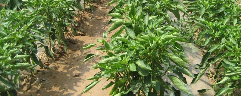 辣椒要打枝吗（茄子辣椒要打枝吗）