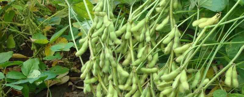 毛豆浸种催芽方法（大豆浸种催芽方法）