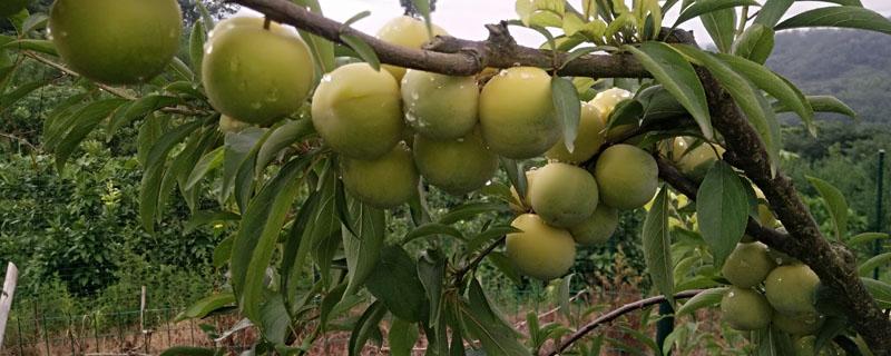 李子树苗种植技术